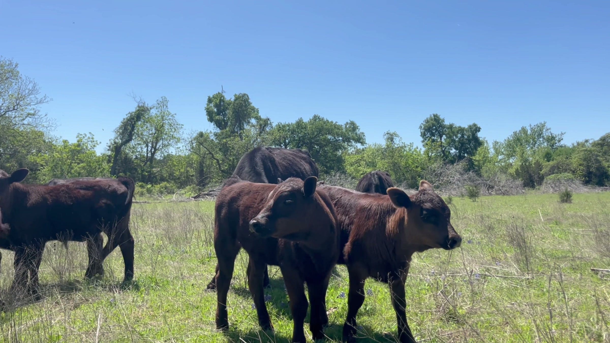 Black cattle standing in a green field under a clear sky