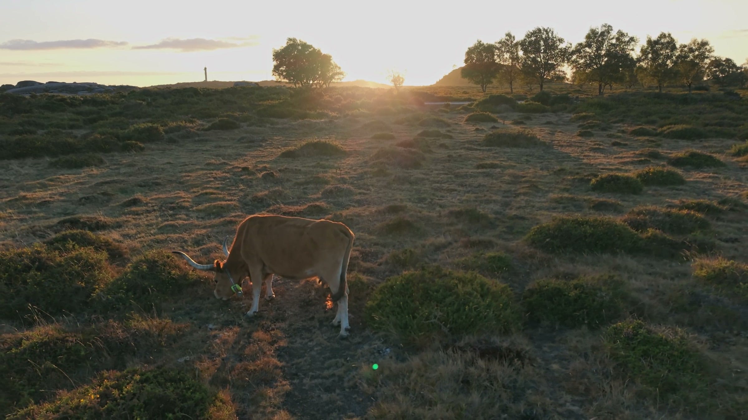A single cow grazing on a hillside as the sun sets behind the trees