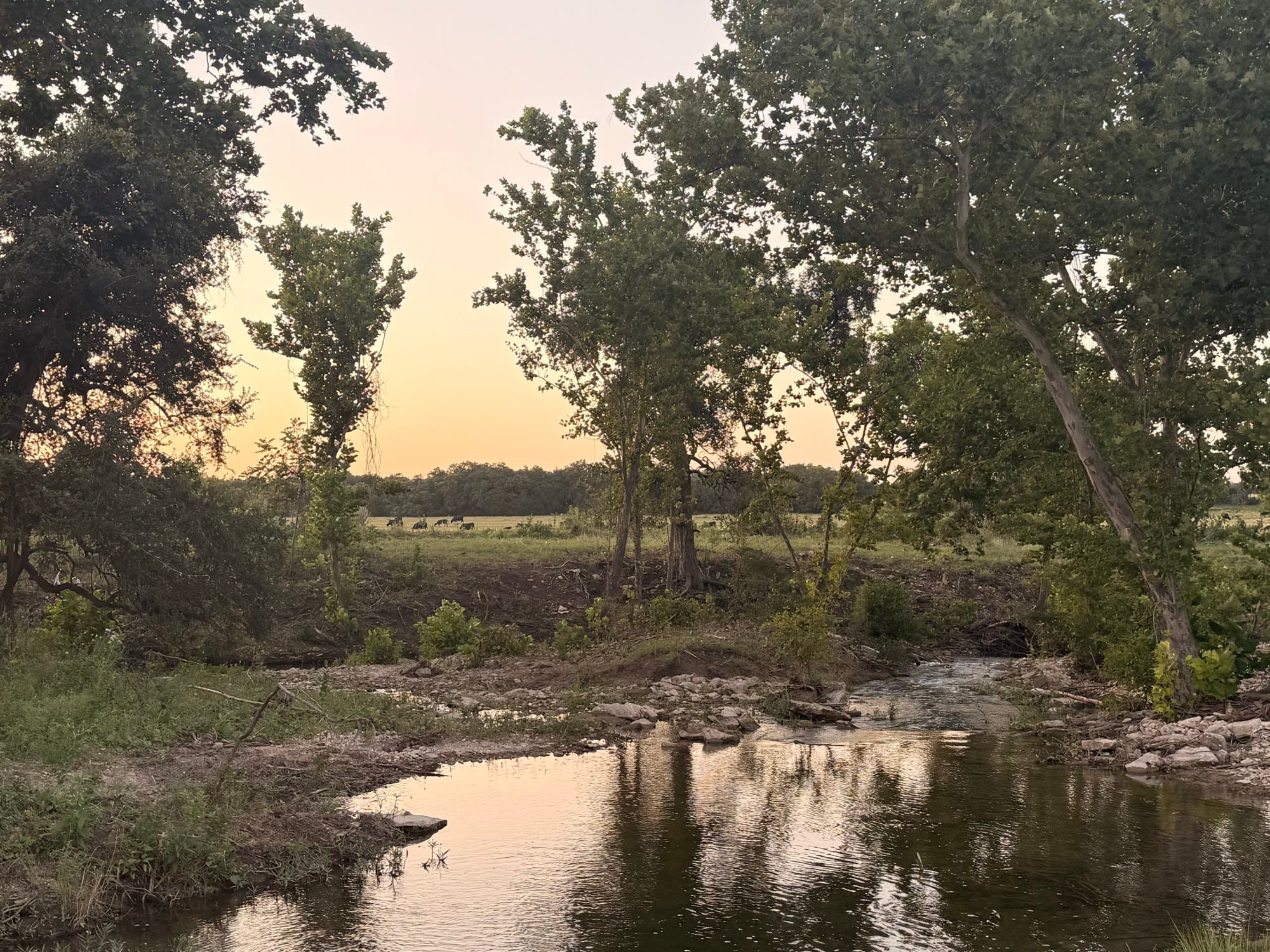 Little Creek reflecting the sunset beneath tall trees