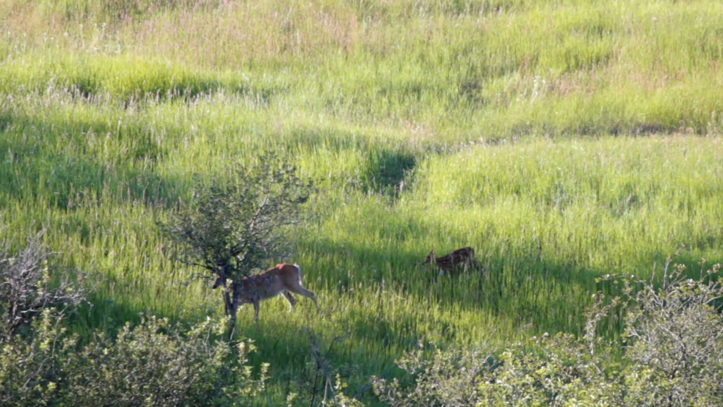 Two deer moving through tall green grass beside a small tree