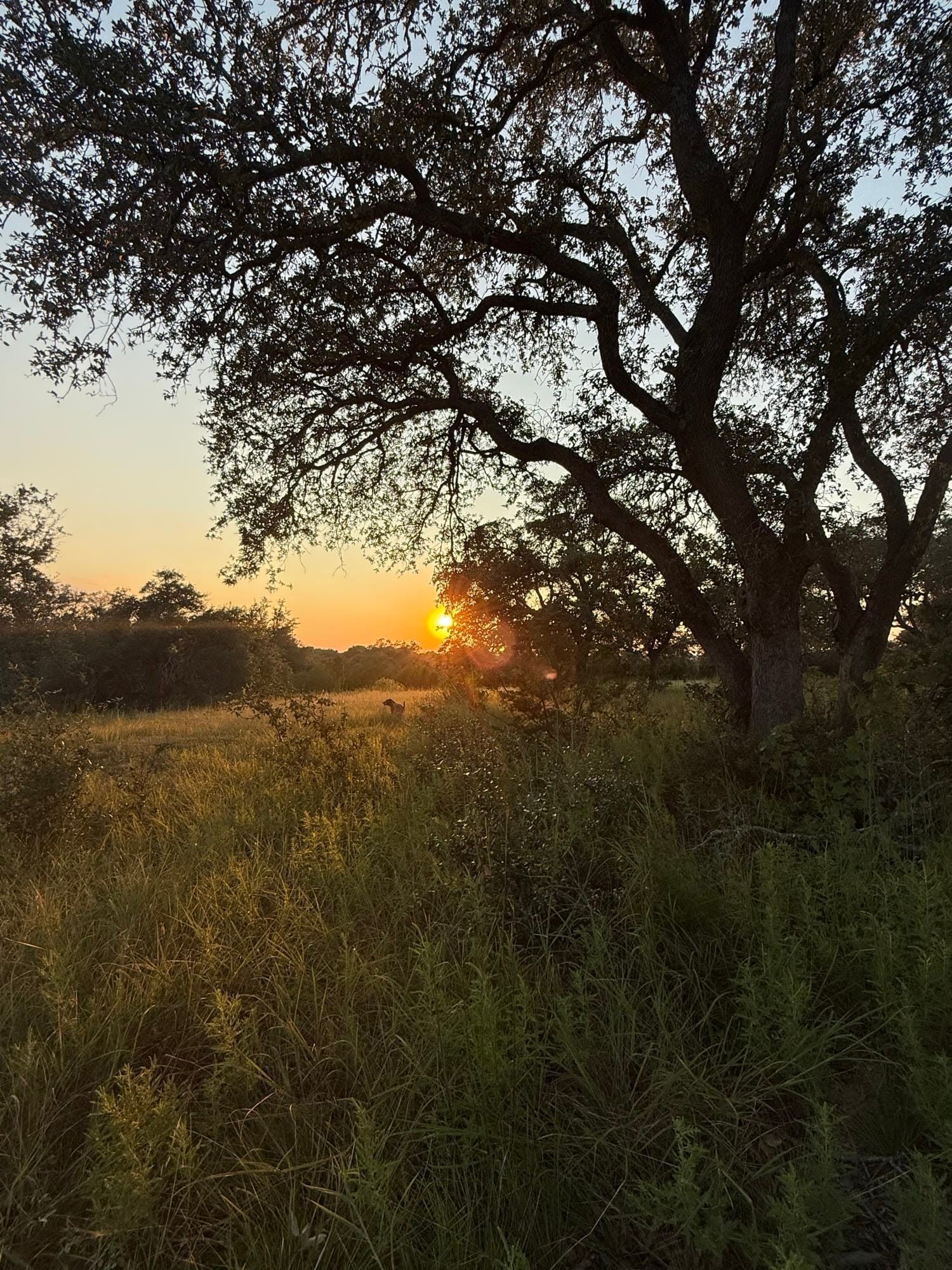 A live oak silhouetted against the setting sun over tall grass
