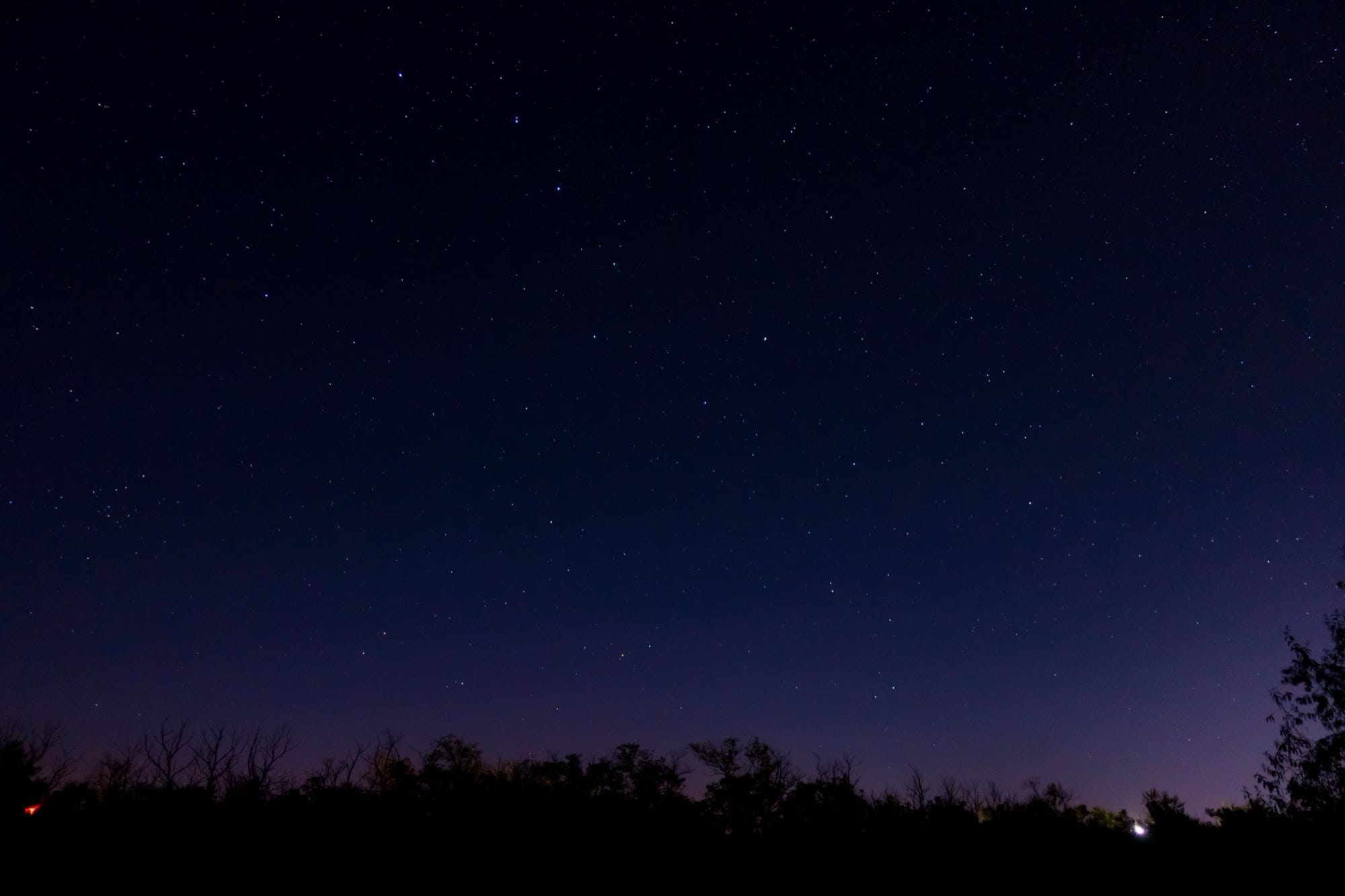 Stars over the dark tree line at Lazy Dog Ranch