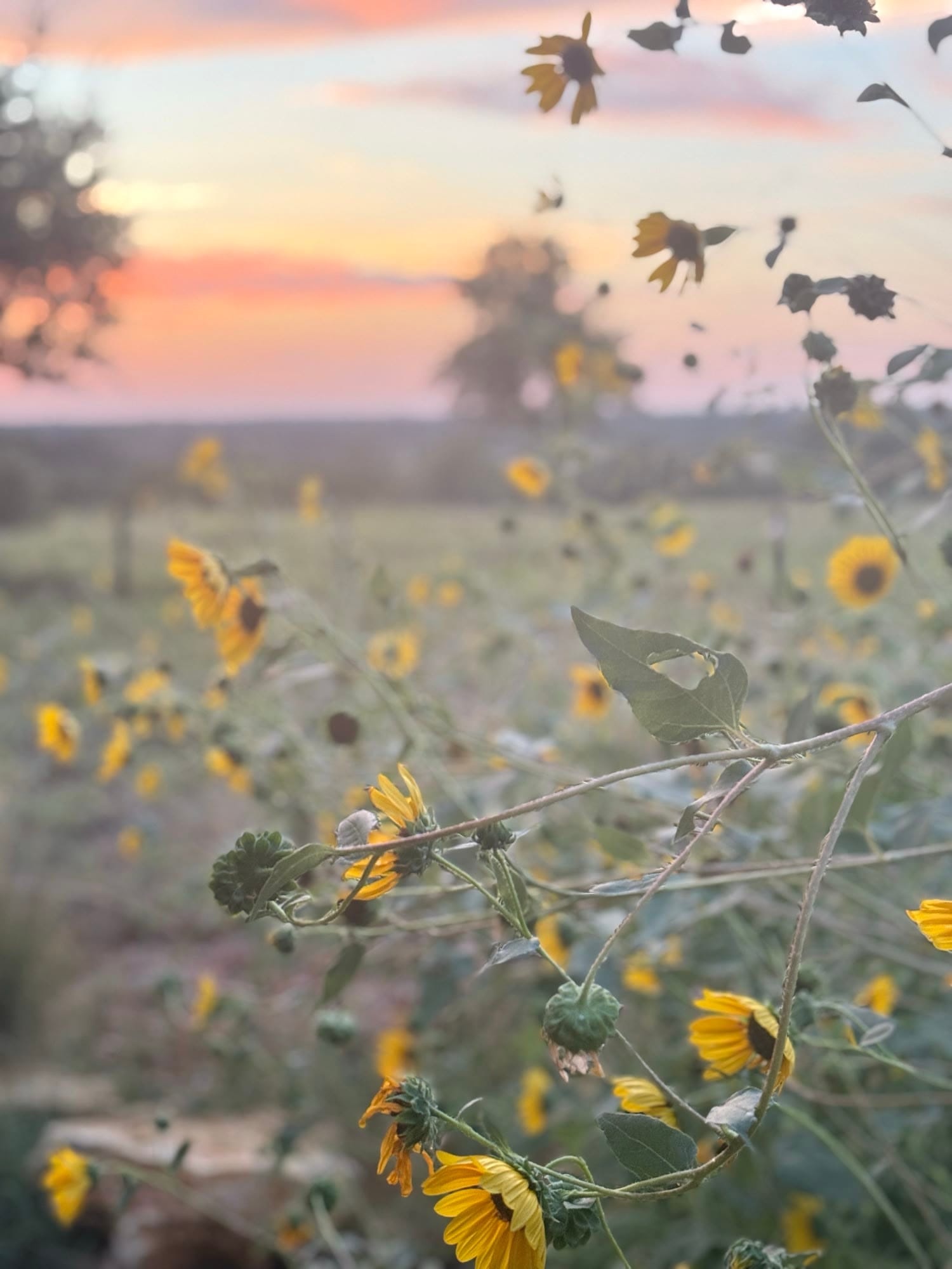 Wild sunflowers in soft evening light
